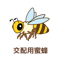 交配用蜜蜂