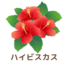 ハイビスカス