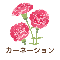 カーネーション