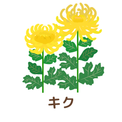 菊