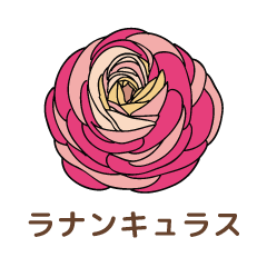 ラナンキュラス