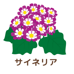 サイネリア