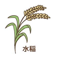 水稲